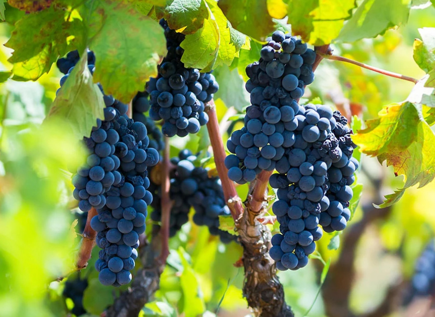 Negroamaro: Tarihin ve Lezzetin Kadim&nbsp;Dansı