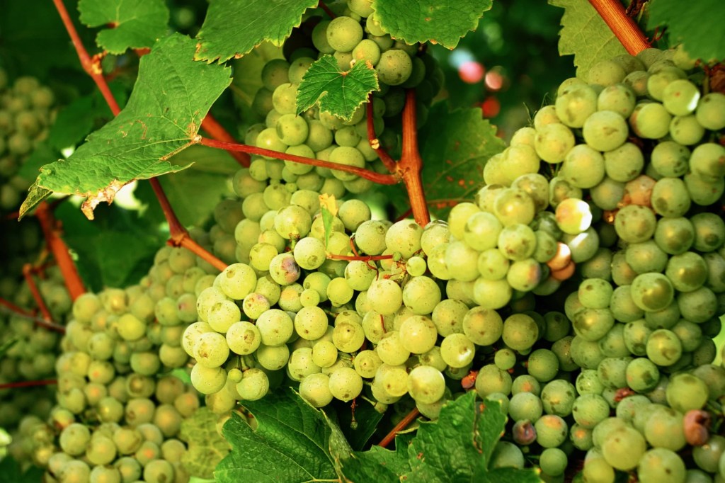 There’s a Riesling for everything&nbsp;..